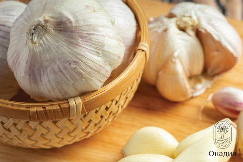 Onadia Iranian White Garlic in a basket