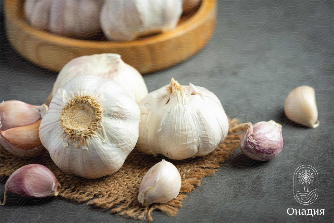 Onadia Iranian White Garlic